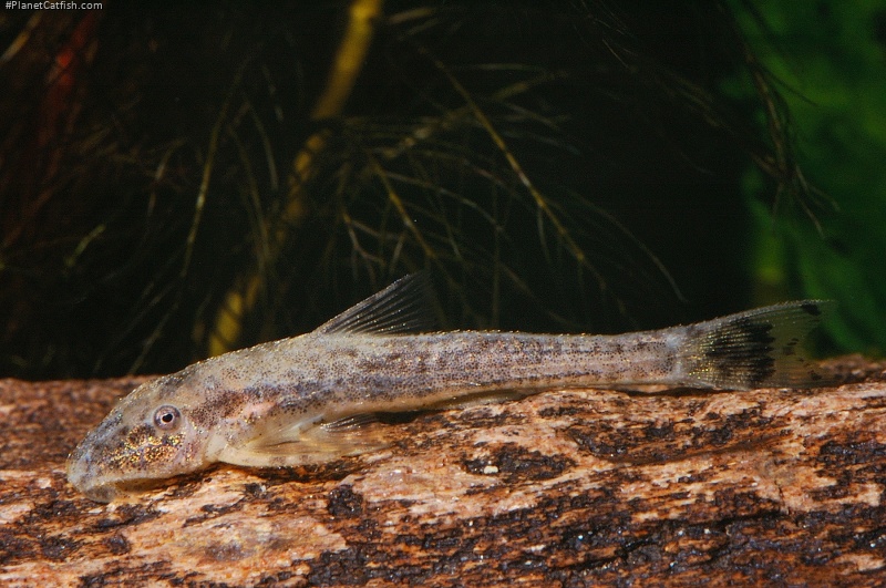 Kronichthys subteres