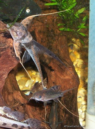 Lamontichthys filamentosus