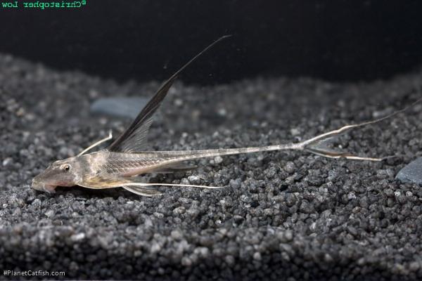 Lamontichthys filamentosus