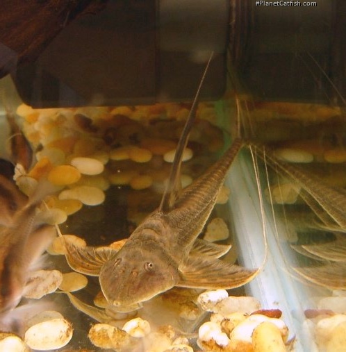 Lamontichthys filamentosus