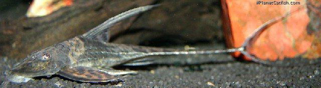 Lamontichthys llanero