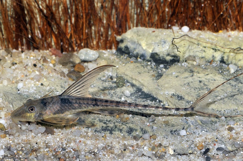 Lamontichthys sp. `COLOMBIA`