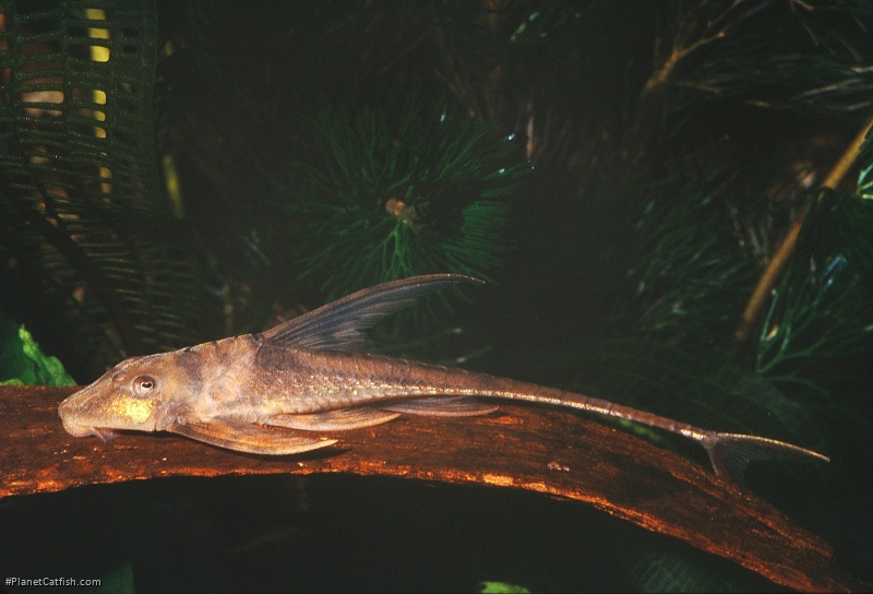 Lamontichthys stibaros