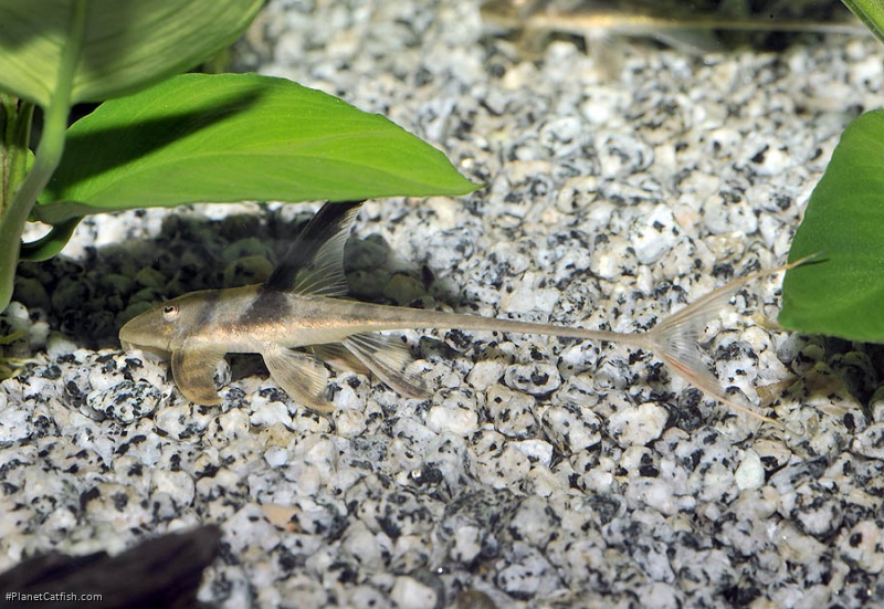 Lamontichthys stibaros