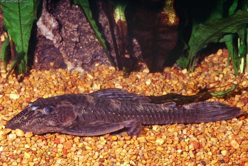 Lasiancistrus caucanus