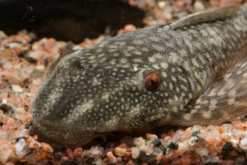 Lasiancistrus heteracanthus