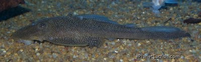 Lasiancistrus scolymus