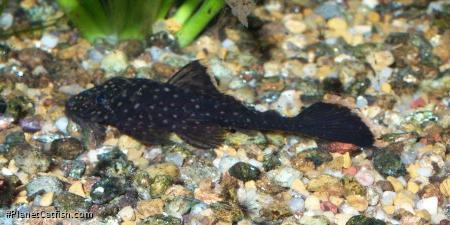 Lasiancistrus sp. (1)