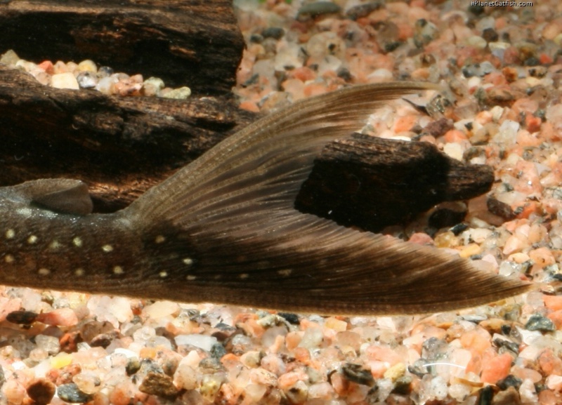 Lasiancistrus sp. (L033)