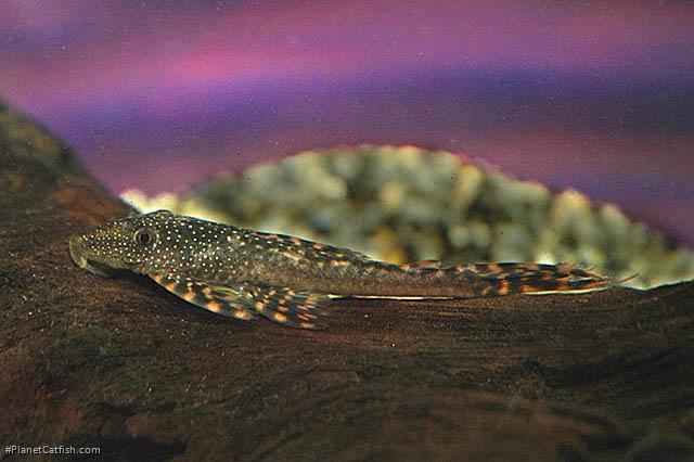 Lasiancistrus tentaculatus