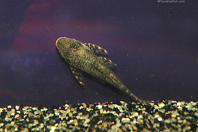 Lasiancistrus tentaculatus