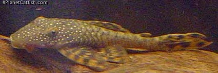Lasiancistrus tentaculatus
