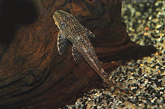 Lasiancistrus tentaculatus