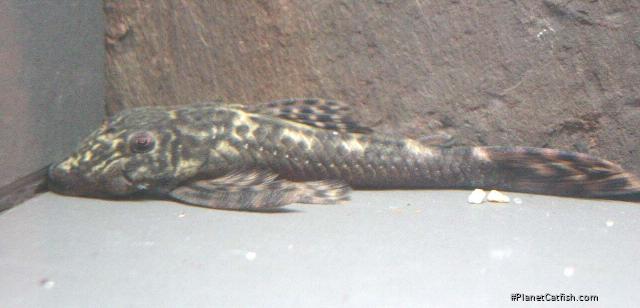 Lasiancistrus volcanensis