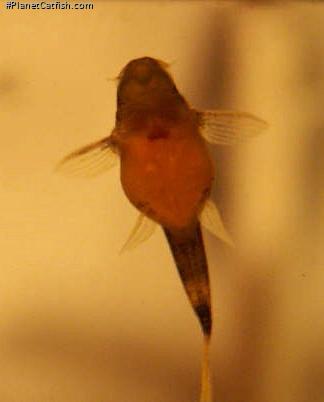 Leporacanthicus cf. galaxias(l240)