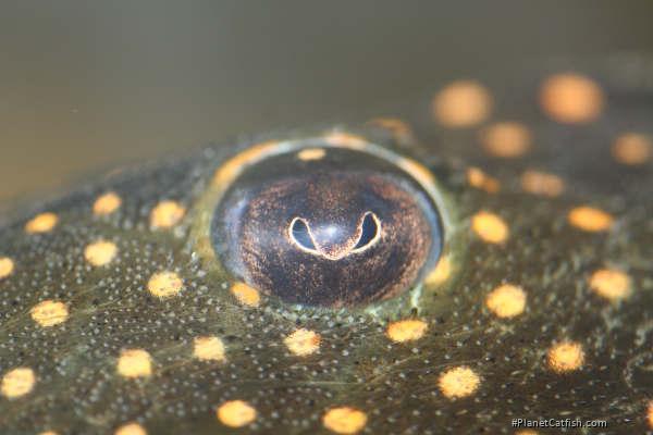 Leporacanthicus cf. galaxias(l240)