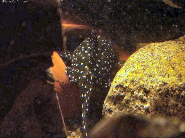 Leporacanthicus cf. galaxias(l241)