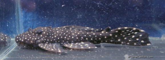 Leporacanthicus cf. galaxias(l241)