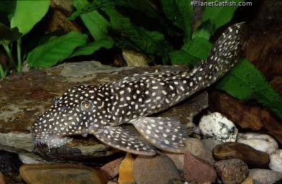 Leporacanthicus galaxias