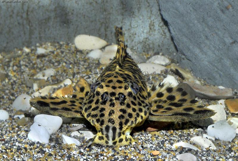 Leporacanthicus heterodon