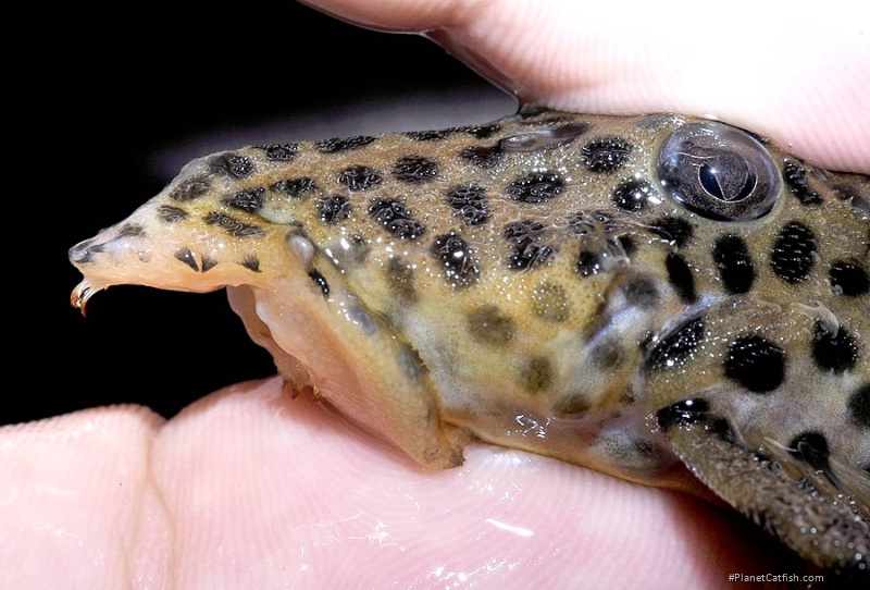 Leporacanthicus heterodon