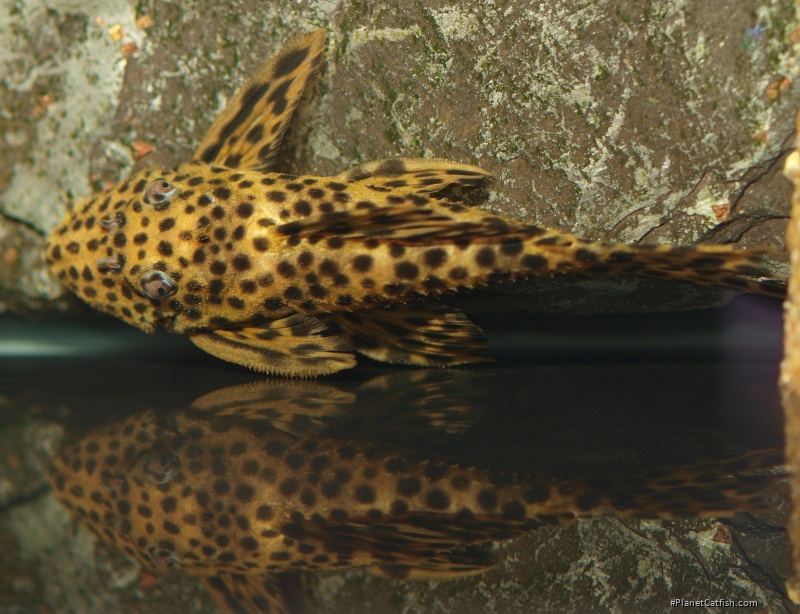 Leporacanthicus heterodon