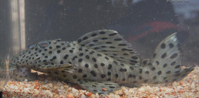 Leporacanthicus joselimai
