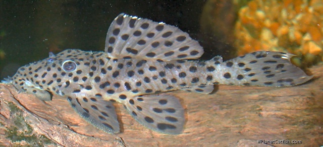 Leporacanthicus joselimai