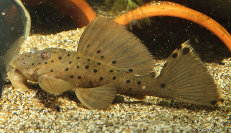 Leporacanthicus sp. (L263)