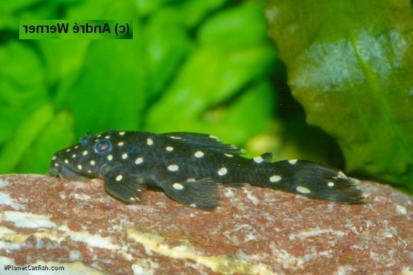 Leporacanthicus sp. (L326)