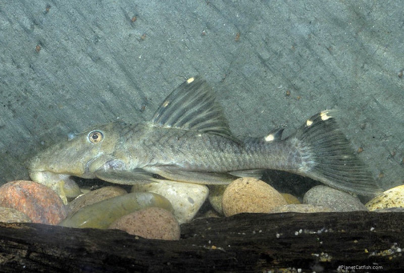 Leporacanthicus sp. (L473)