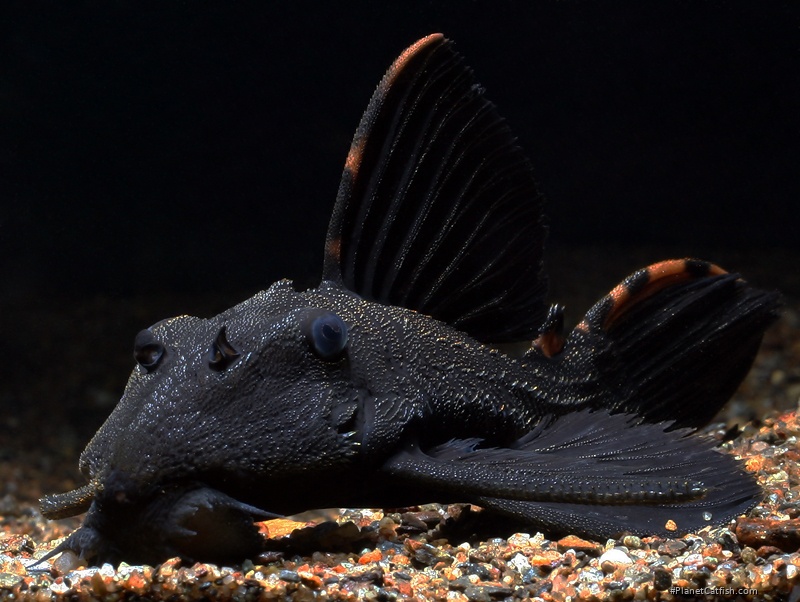 Leporacanthicus triactis