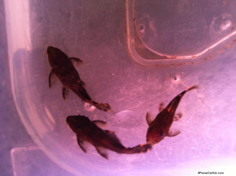 Leporacanthicus triactis