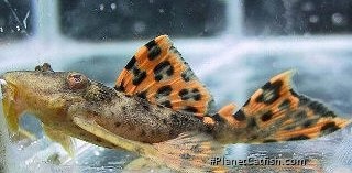 Leporacanthicus triactis