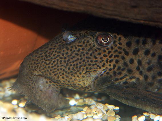 Leporacanthicus triactis