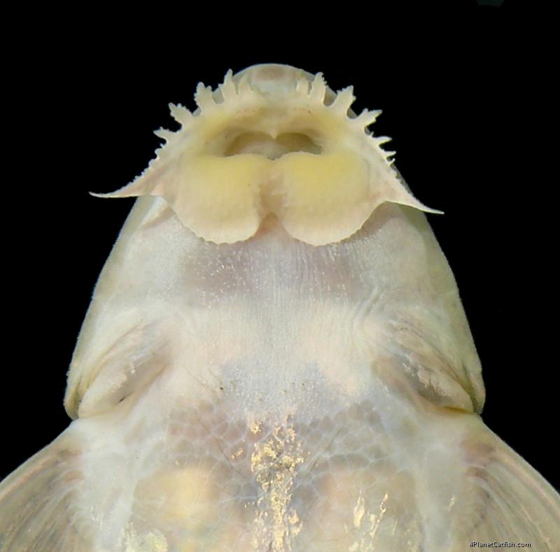 Limatulichthys griseus