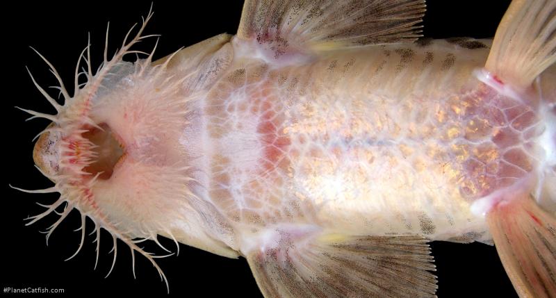 Loricaria birindellii