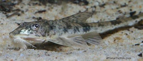 Loricaria cataphracta