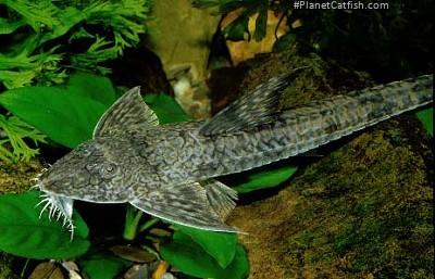 Loricaria lata