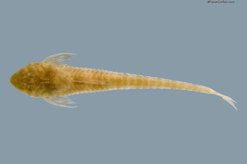 Loricaria pumila