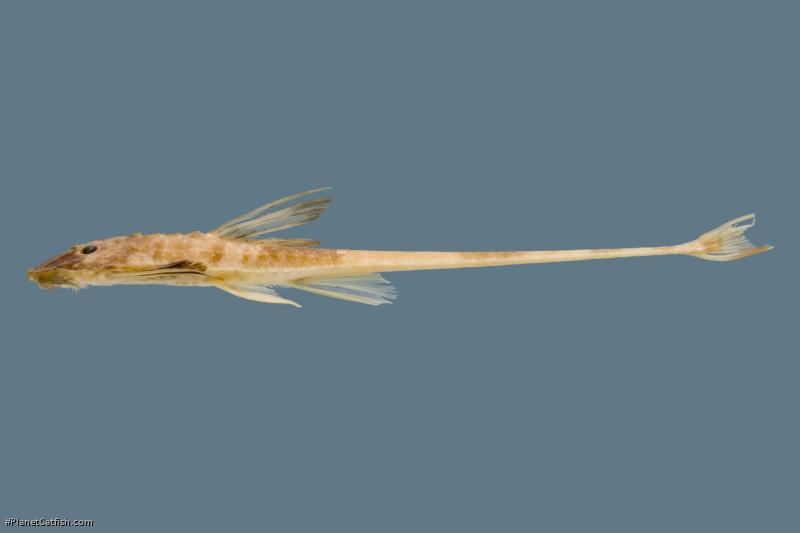 Loricaria spinulifera