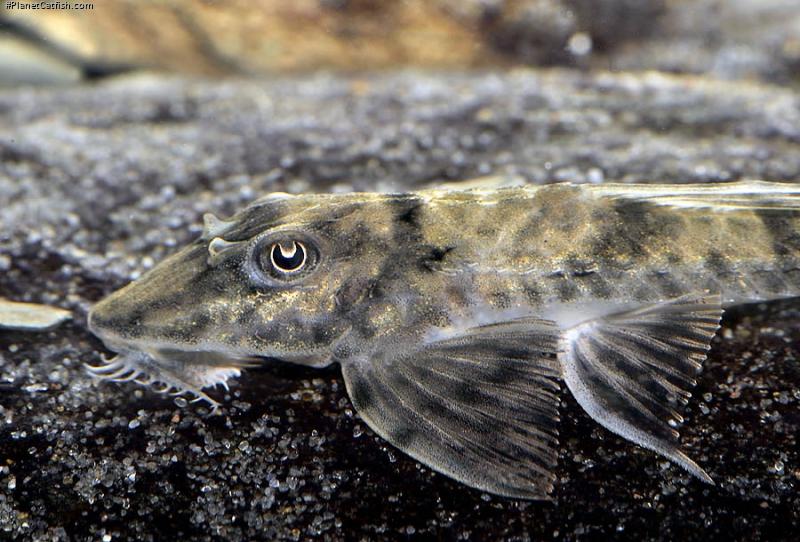 Loricaria tucumanensis