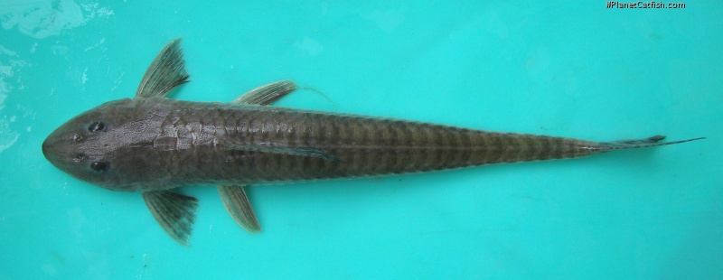 Loricariichthys anus
