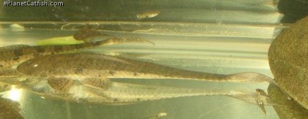 Loricariichthys brunneus