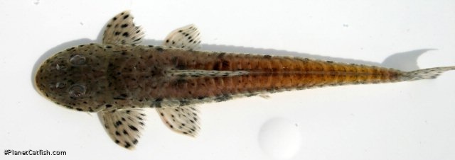 Loricariichthys platymetopon