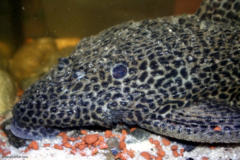 Megalancistrus sp. (LDA097)