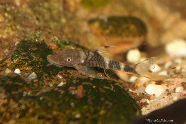 Nannoptopoma sp. (LDA110)