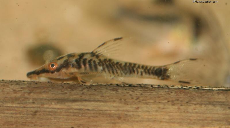 Nannoptopoma sp. `PERU WHITE`