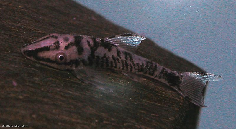Nannoptopoma sp. `PERU WHITE`