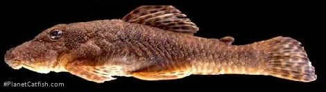 Neblinichthys brevibracchium